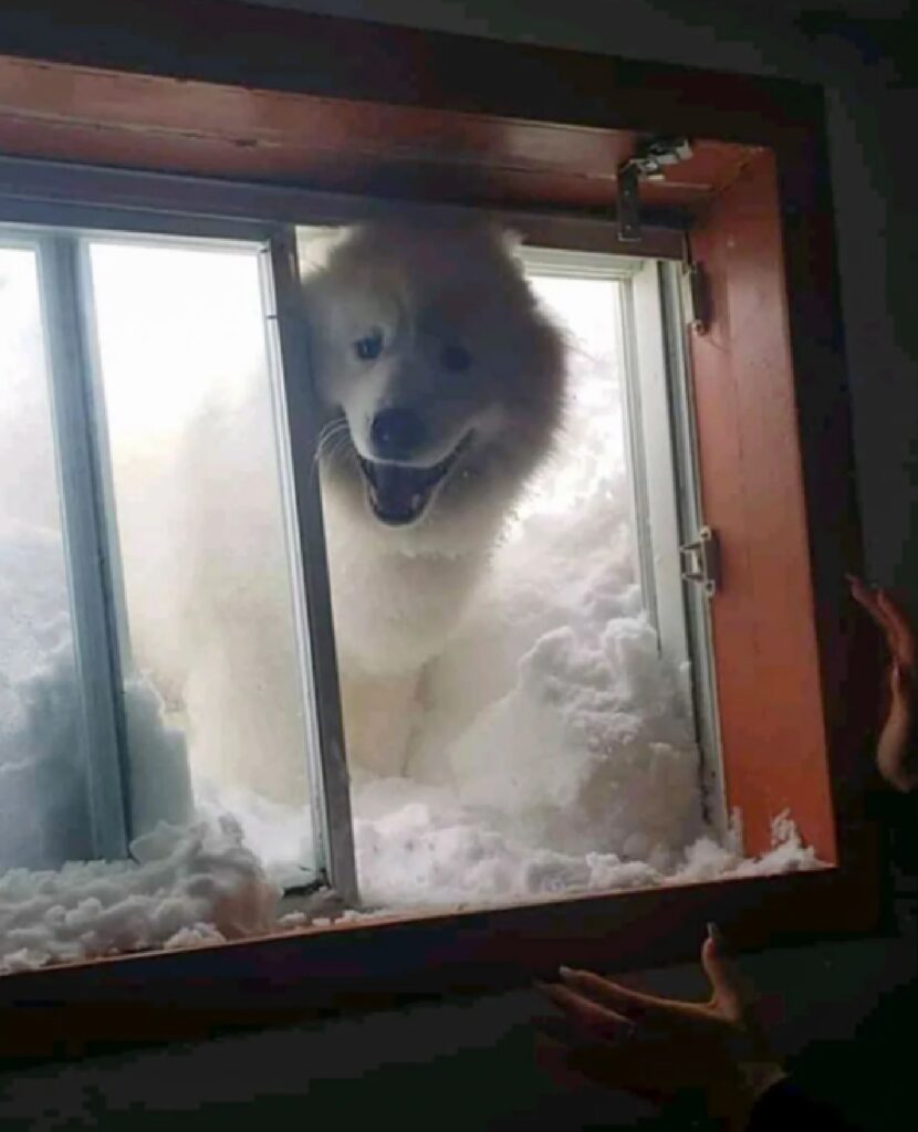 cagnolino entra in casa con neve