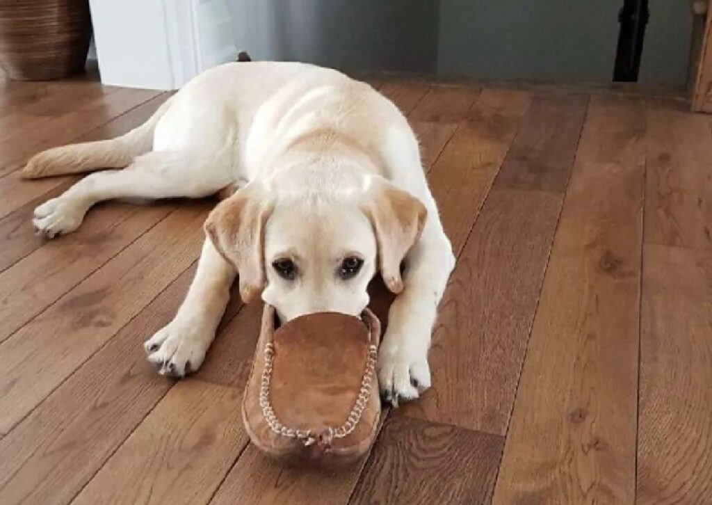 cagnolino ciabatta marrone