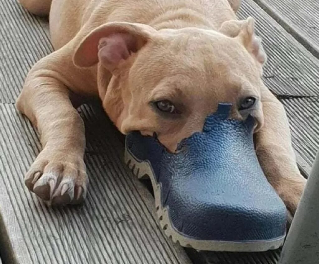 cane con ciabatta blu