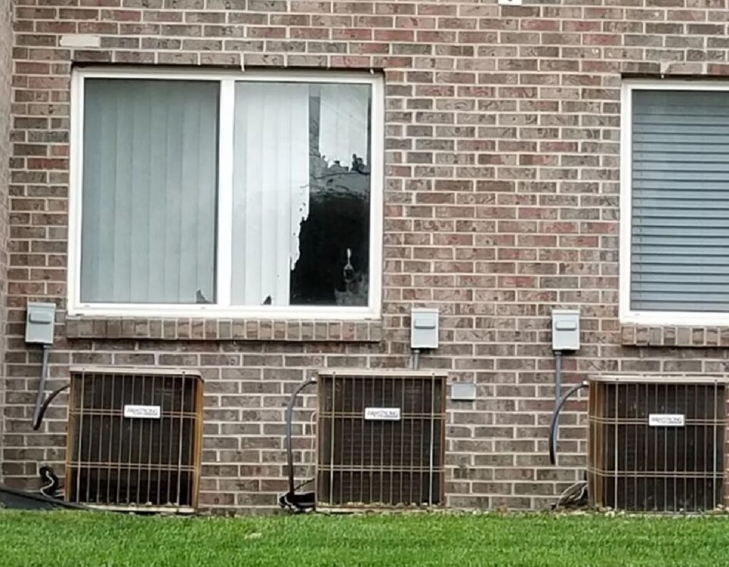 cane si affaccia finestra