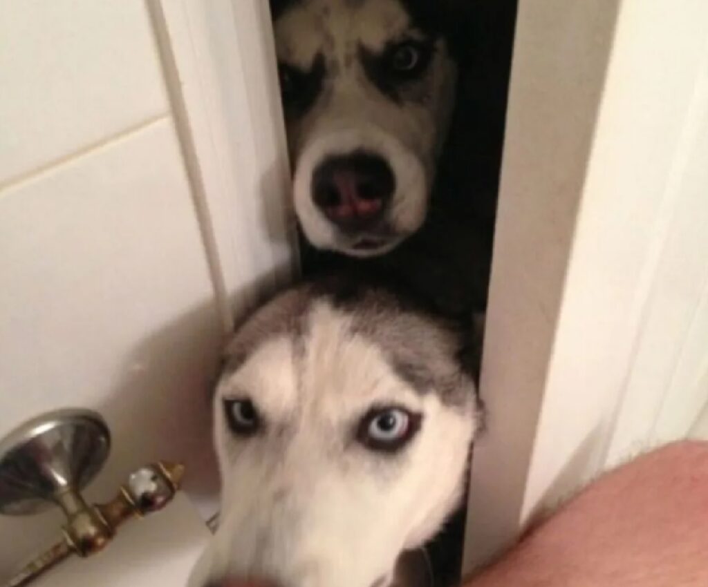 cani entrano in bagno