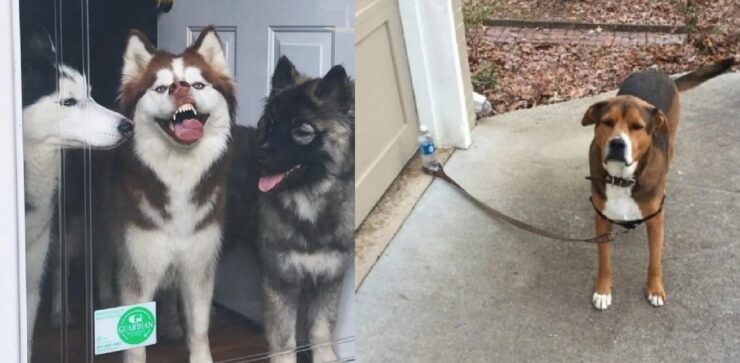 cani così strani da essere studiati