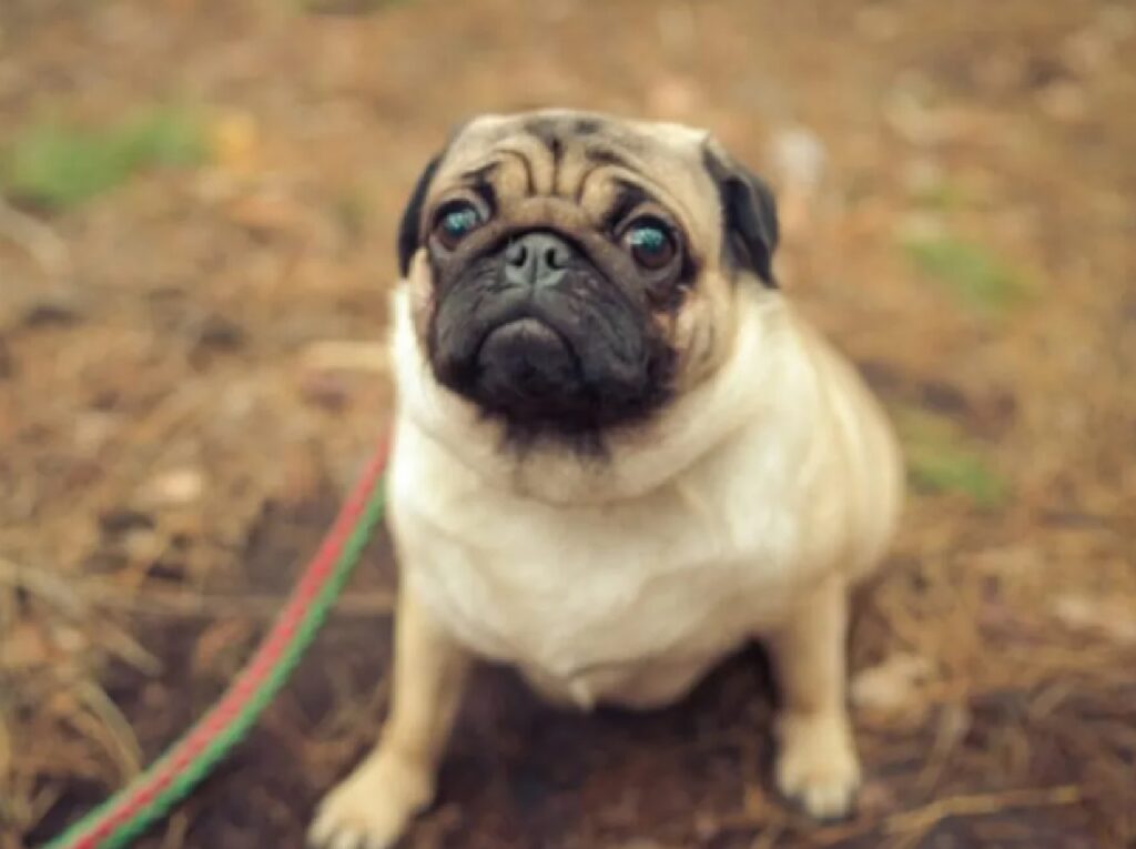 cagnolino guinzaglio bicolore