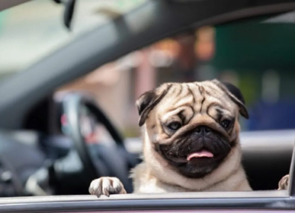 cane dentro macchina