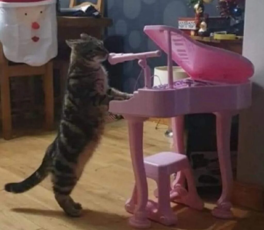 gatto che suona pianoforte