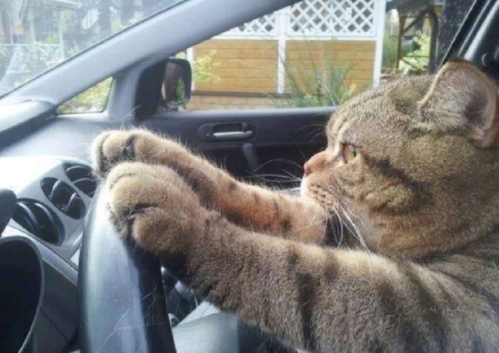 gatto zampe sul volante