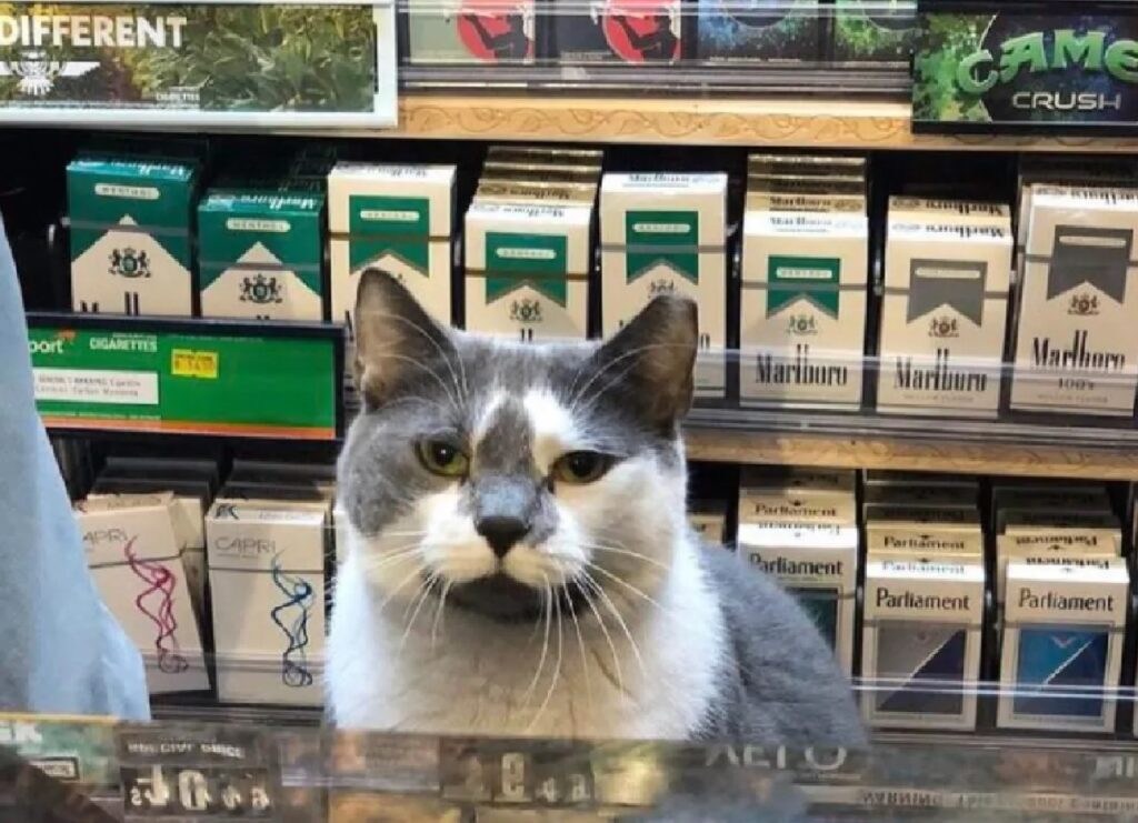 gatto tabaccaio occupazione