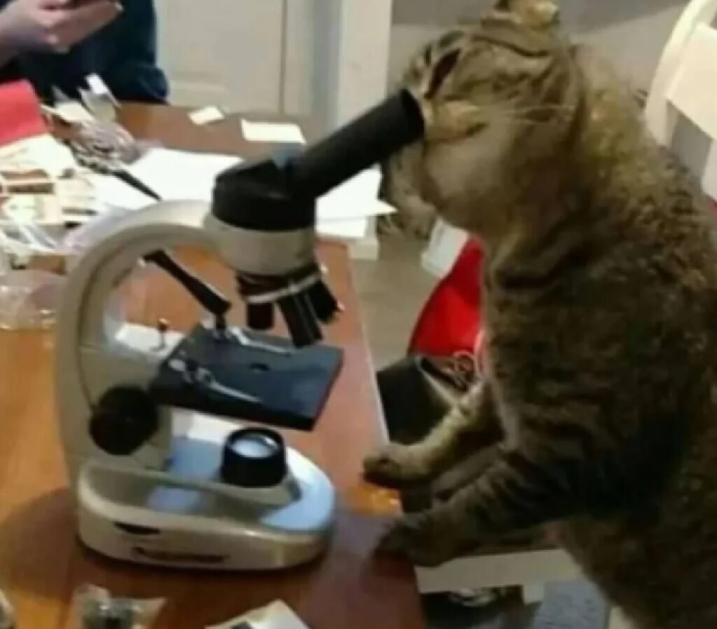 gatto ricercatore scientifico
