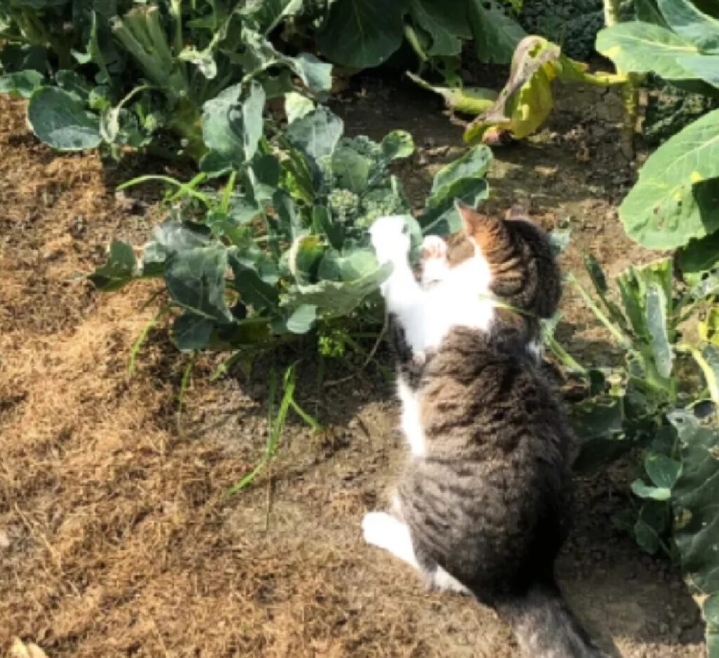 gatto maneggia le piante