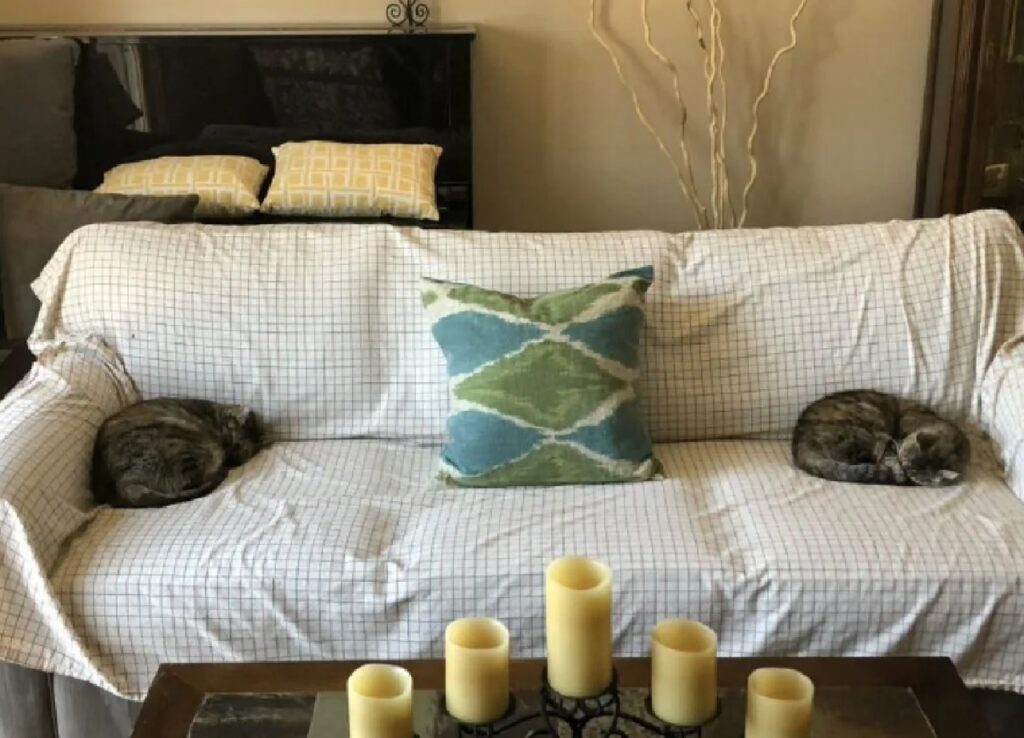 due gatti si scambiano per cuscini