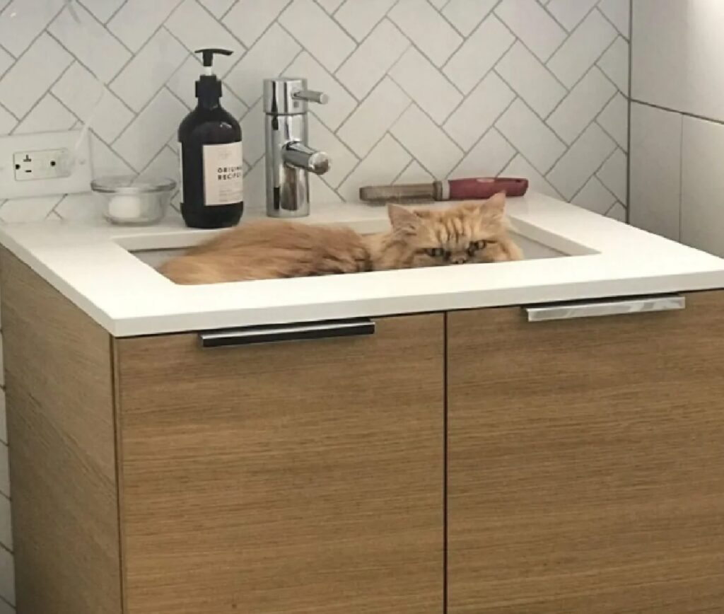 gatto rosso nel lavandino