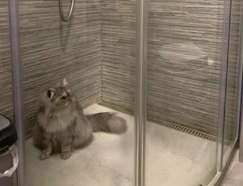 gatto vano doccia