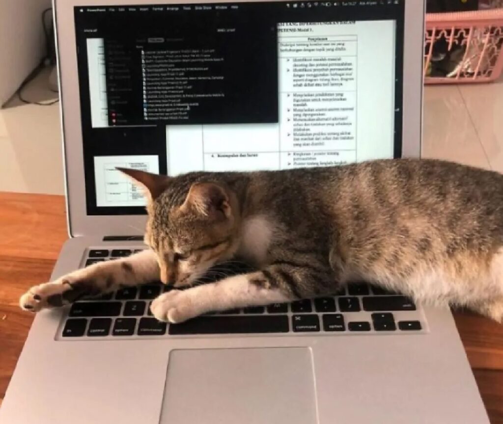 gatto sulla tastiera del computer