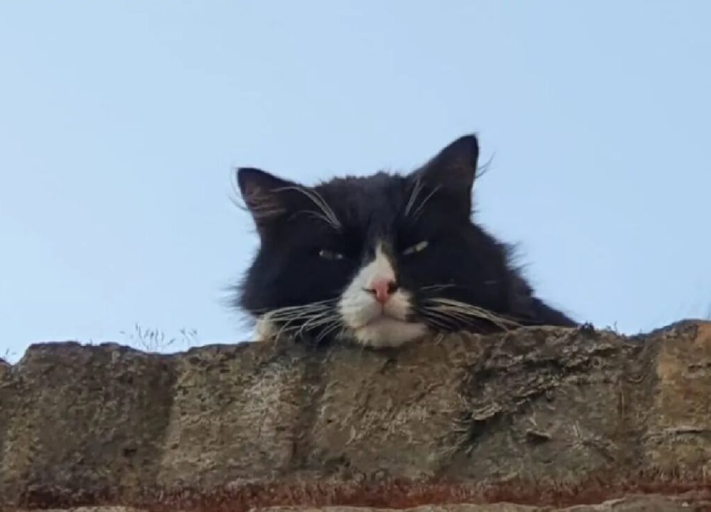 micio sguardo che giudica