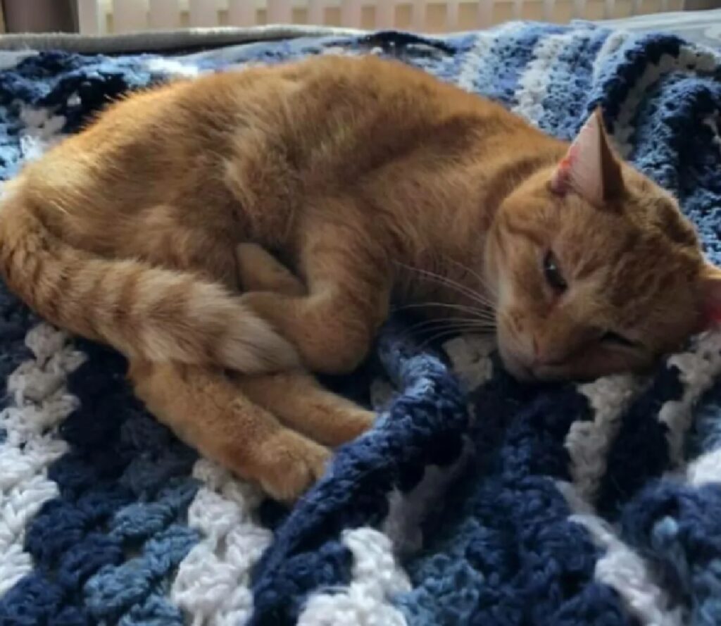 gatto rosso coperta blu