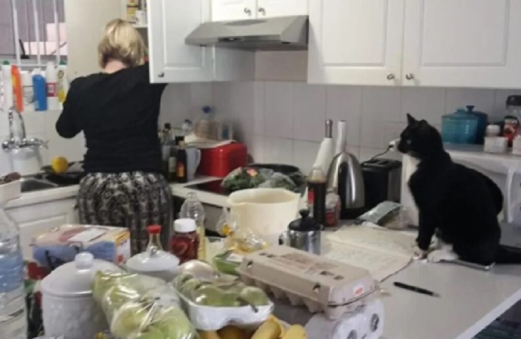 gatto osserva in cucina