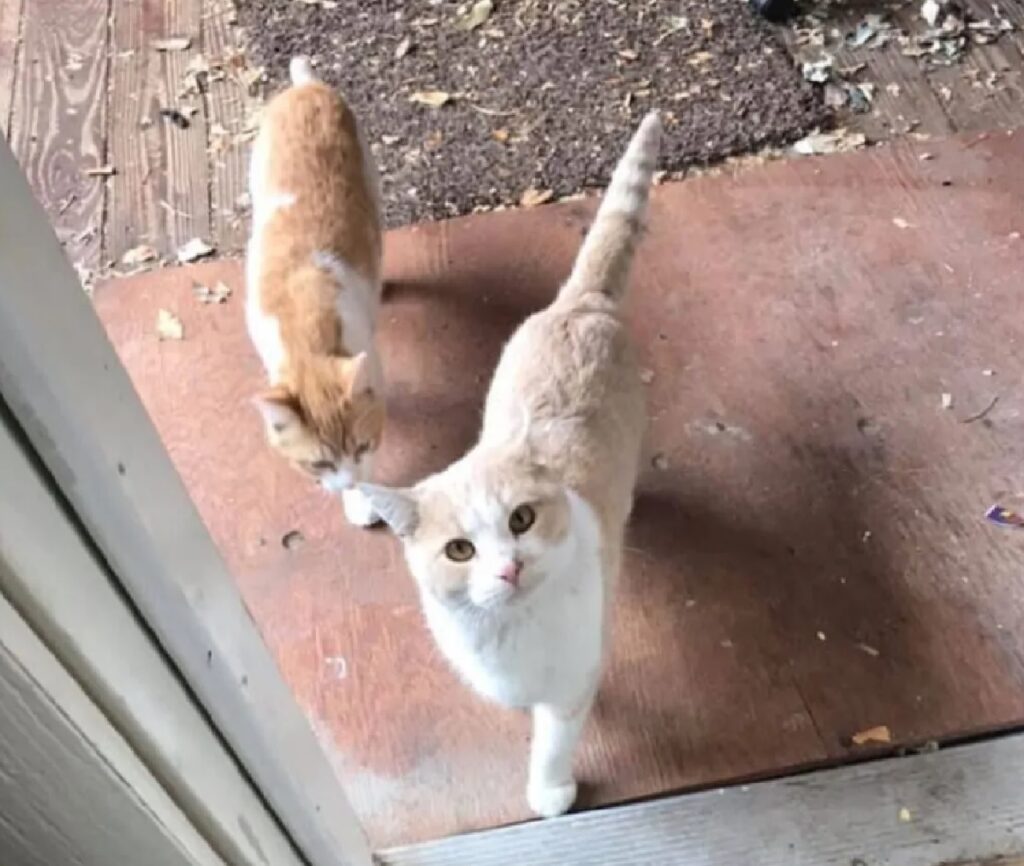 coppia di gatti chiede di entrare