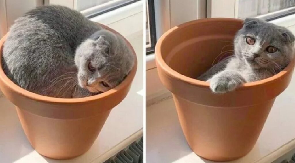 gatto cuccia vaso piante