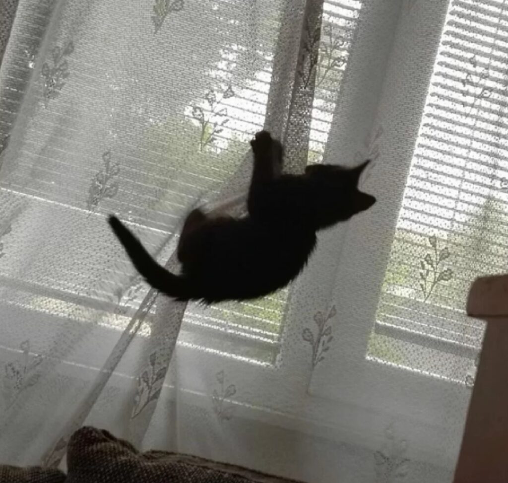 gatto sta per rompere tende