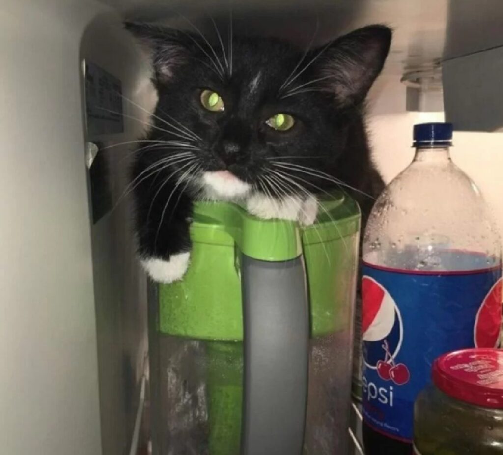 gatto trovato in frigo