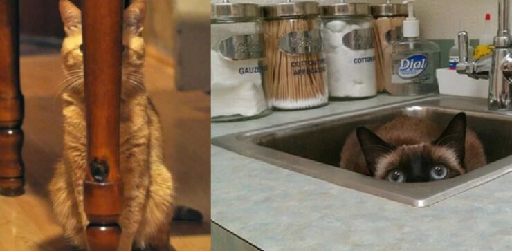 gatti che non sanno giocare a nascondino