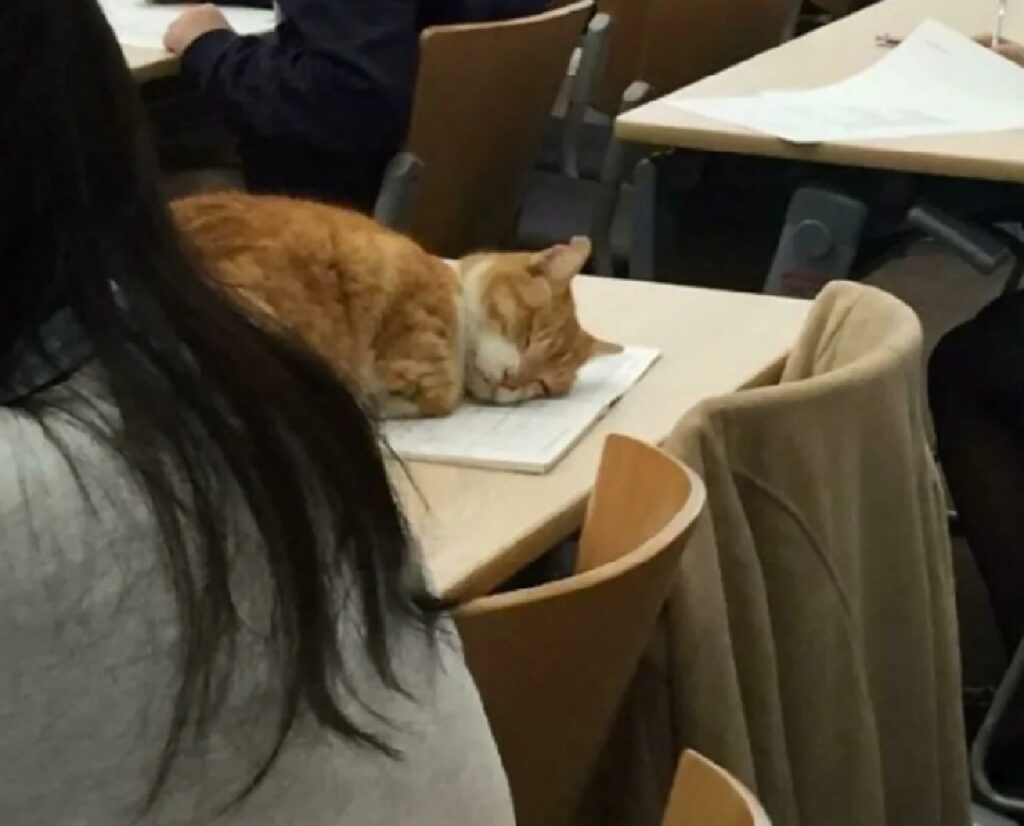 gatto rosso dorme a lezione