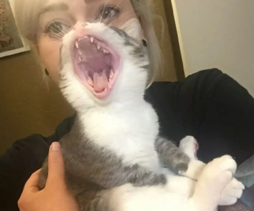 gatto apre bocca al posto di mamma