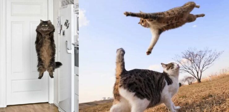 gatti che hanno appreso il volo