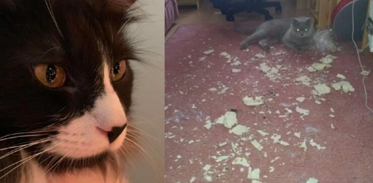 gatti che puntano al controllo totale