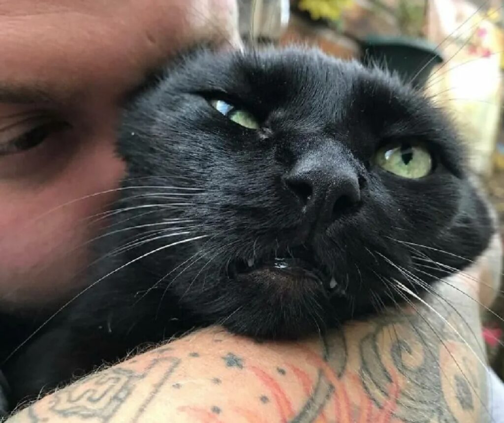 gatto nero faccia disgustata