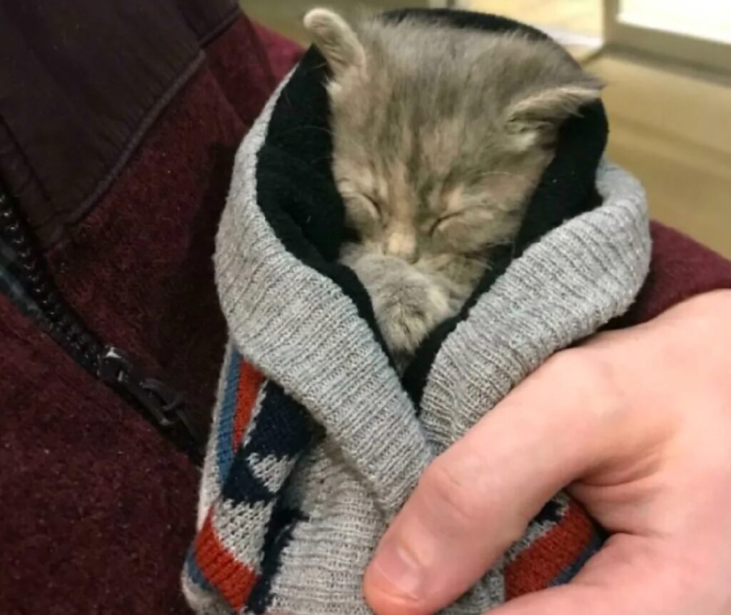 gatto in un cappello