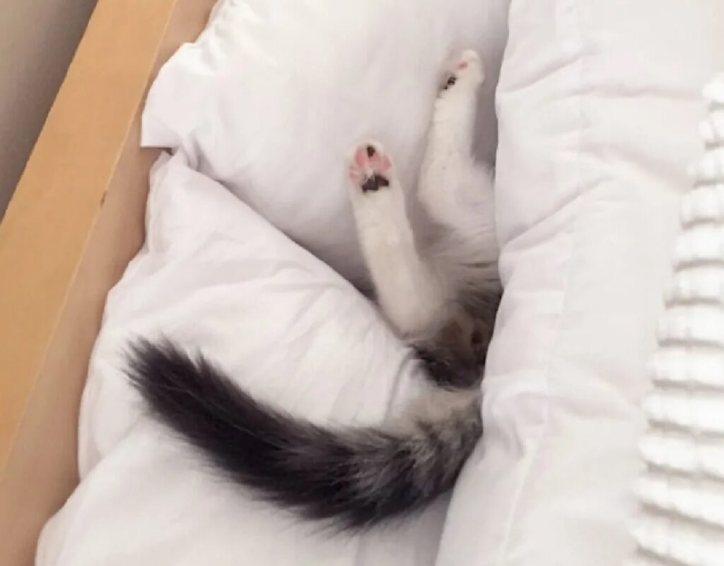 gatto sommerso nelle coperte