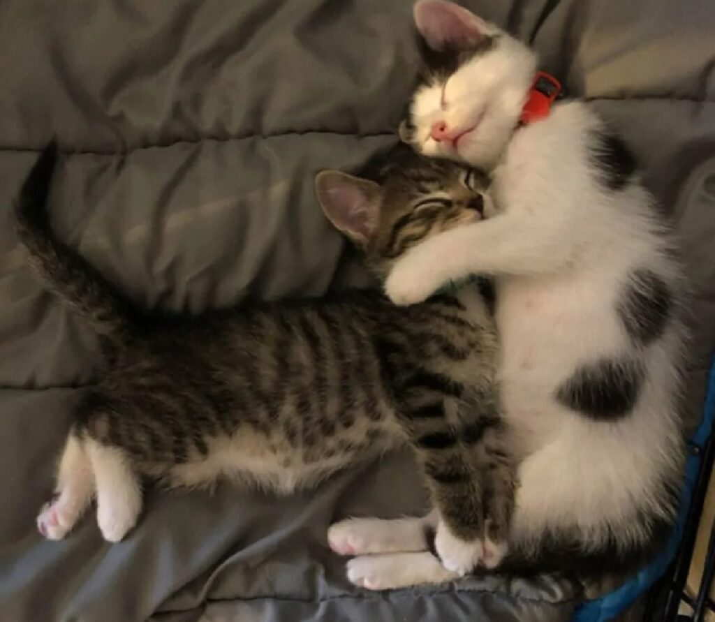 gatti riposano abbracciati