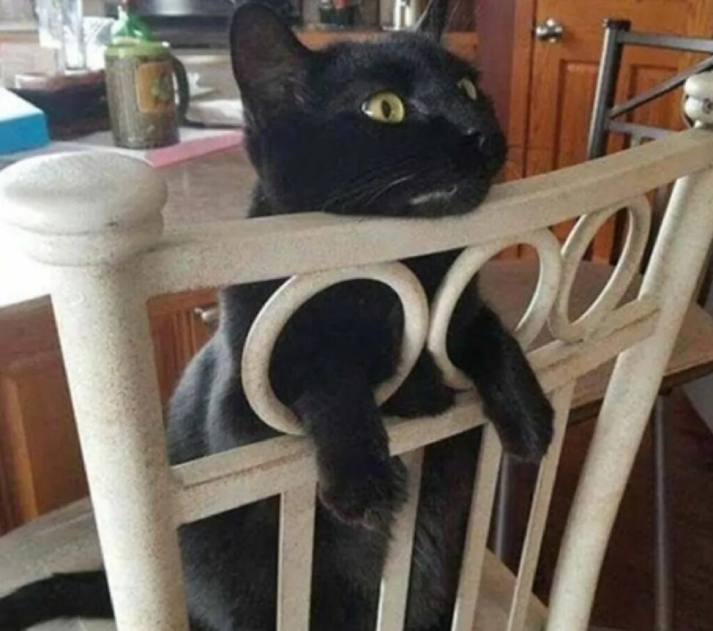 gatto nero zampe bloccate