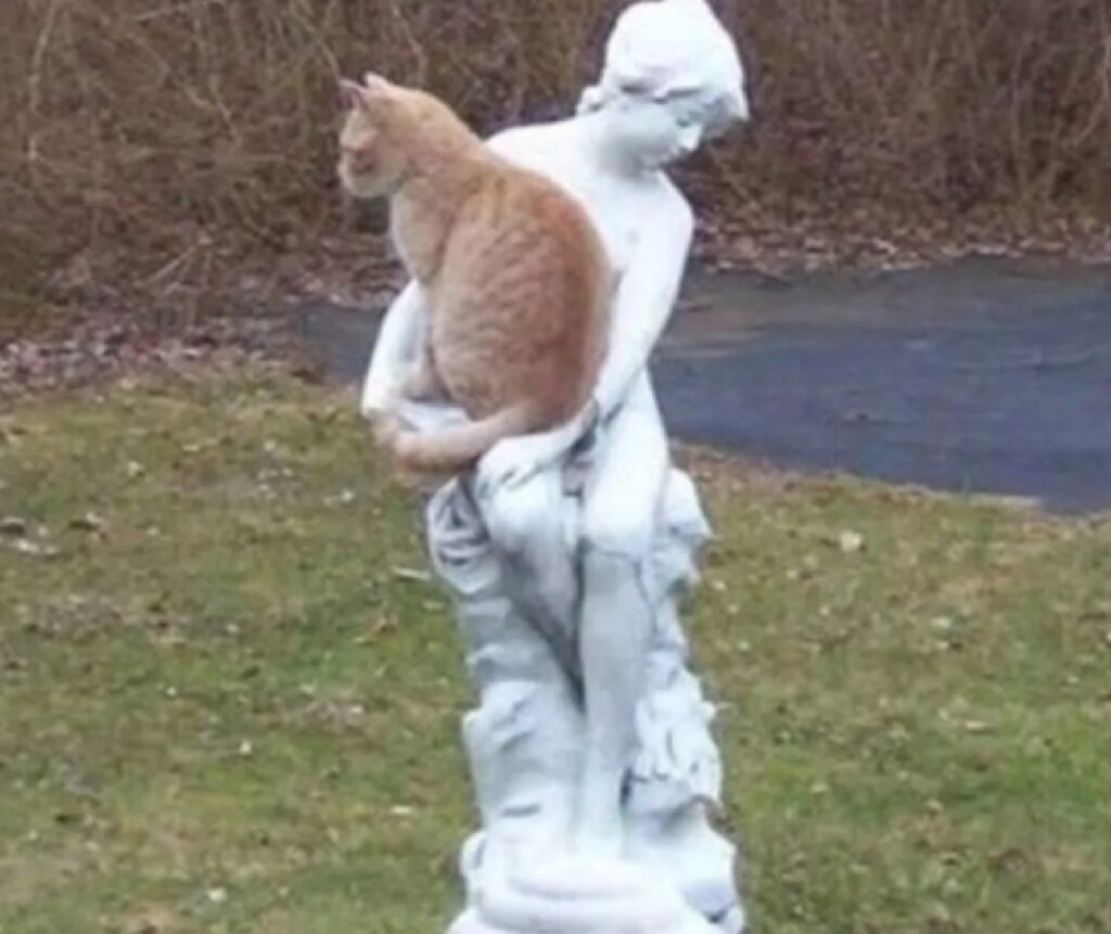 gatto rosso statua bianca