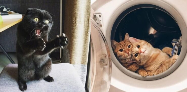 gatti che vogliono dire qualcosa di fondamentale