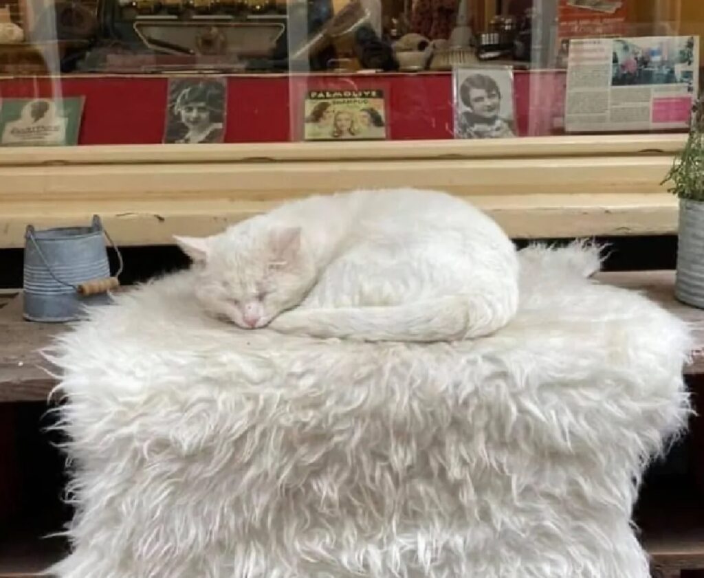 gatto sopra tappeto negozio