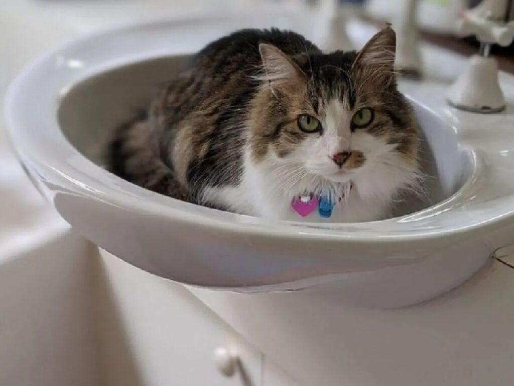 gatto occupa bagno hotel