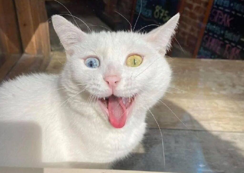 gatto eterocromia occhi