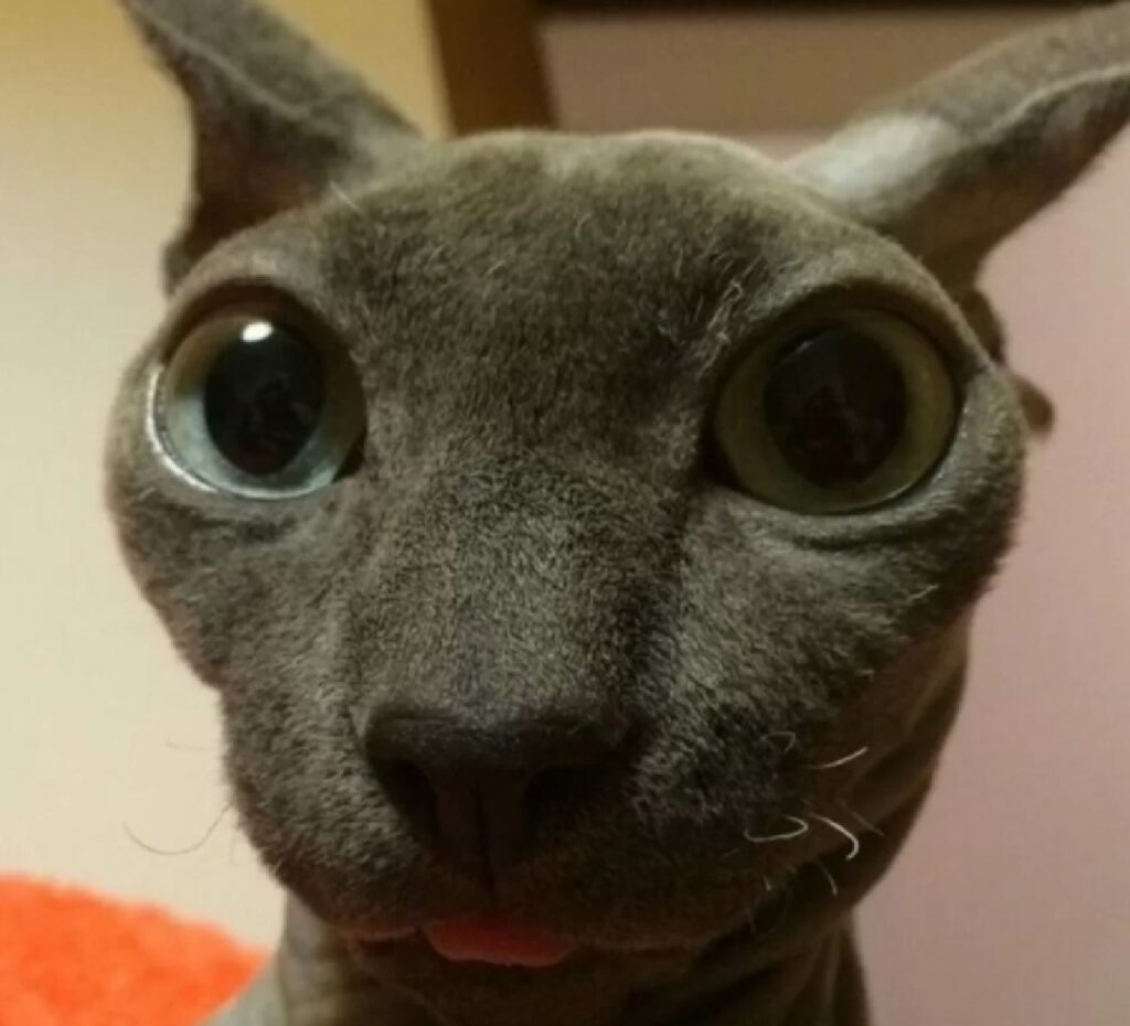 gatto occhi grandissimi