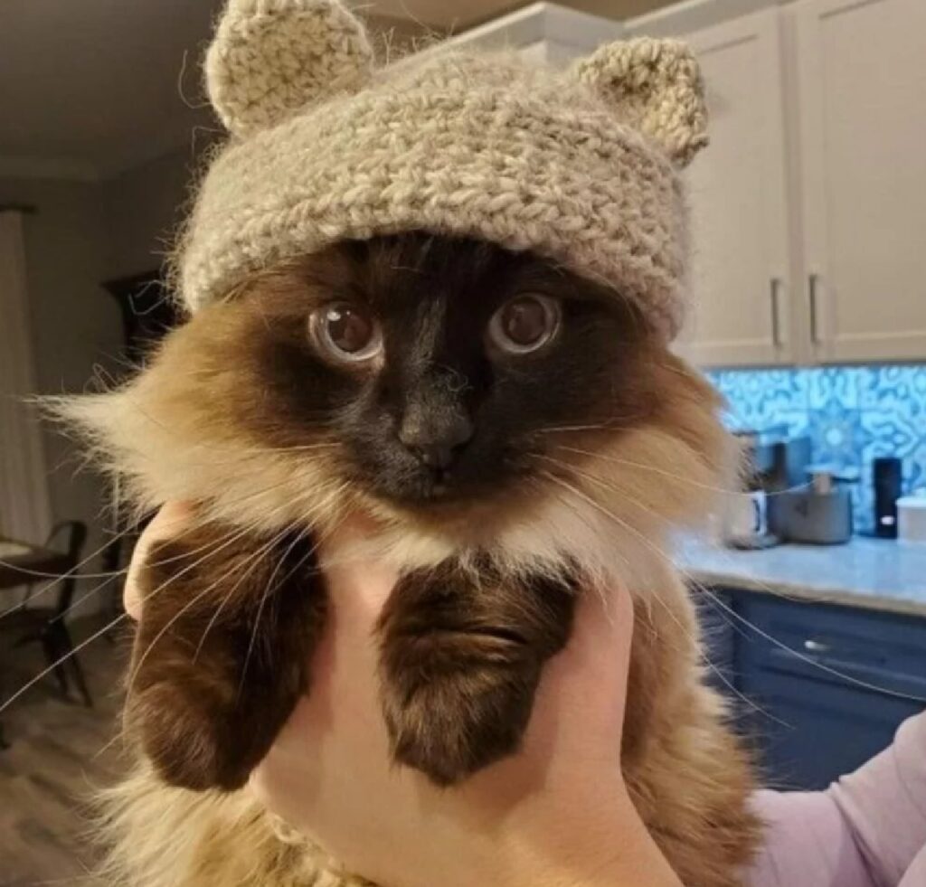 gatto cappellino fatto a mano