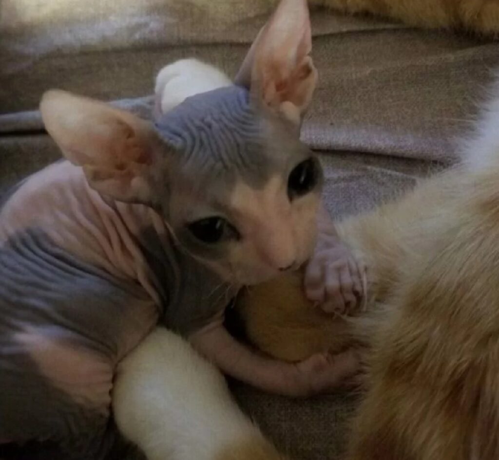 piccolo micio sphynx