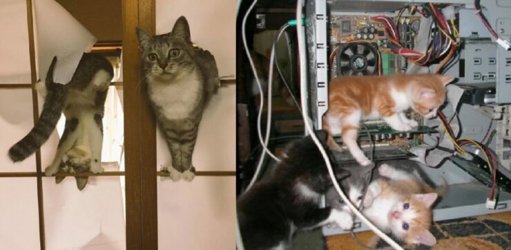 gatti che hanno imparato ad intrufolarsi