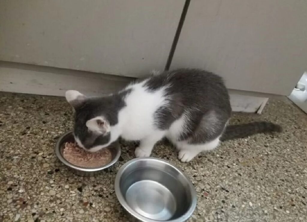 gatto mangia da una ciotola non sua