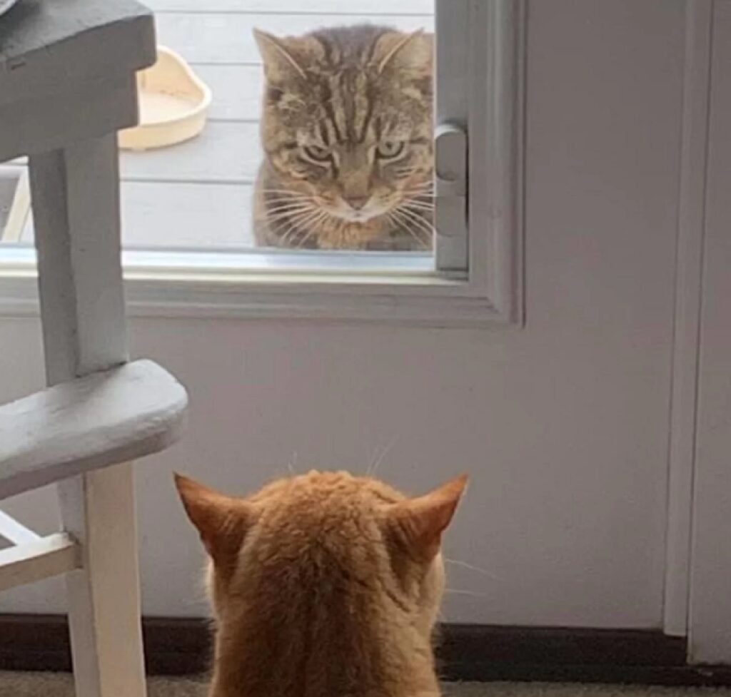 gatto osserva dall'esterno