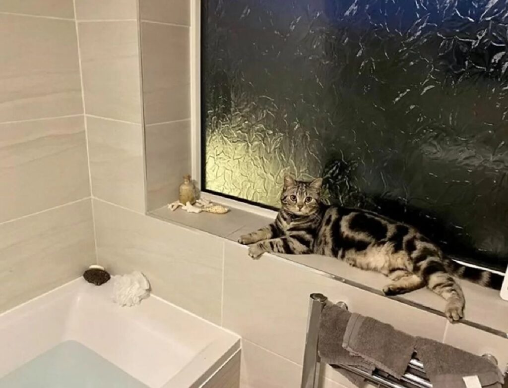 gatto occupa il bagno