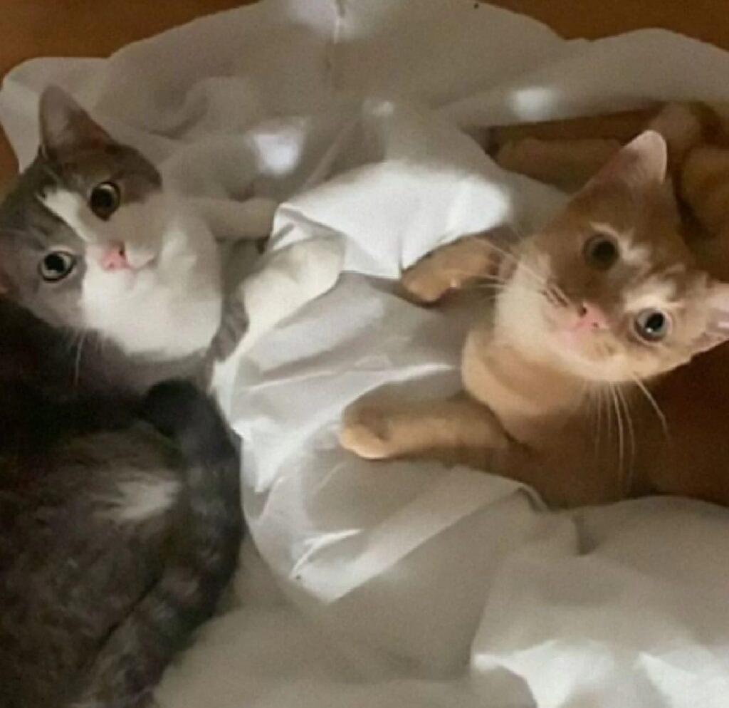 due gatti su un letto