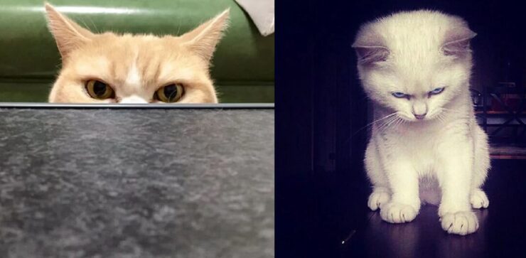 gatti che con gli occhi dicono tutto