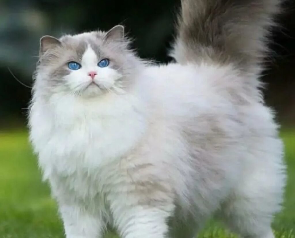 gatto pelo bianco e grigio