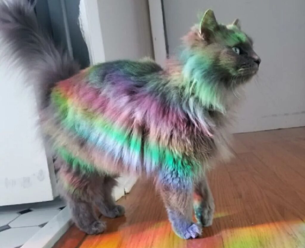 gatto illuminato diversi colori